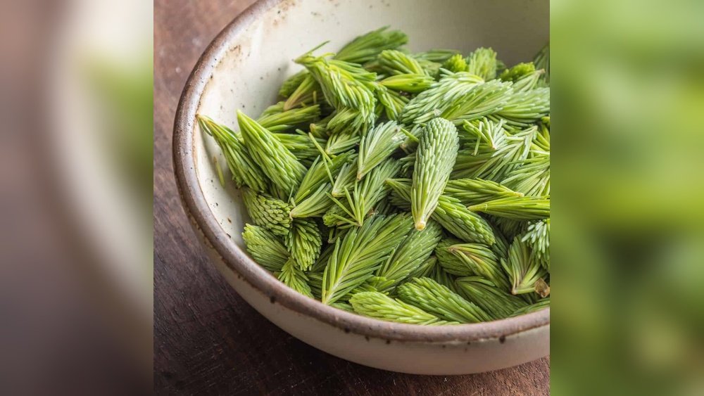 Spruce Tip Recipe: Delicious Ways to Elevate Your Dishes